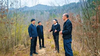 王玲到土城镇开展巡林巡河工作