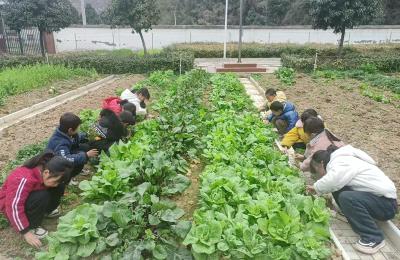 门古寺镇仙家坪小学：走进那片菜地 体验劳动快乐