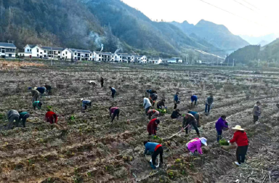 窑淮镇：茶园抢抓春耕时 补种茶苗促振兴