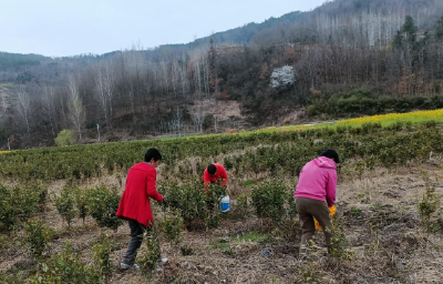 窑淮镇观音堂村：春季茶苗补种 播种希望与未来