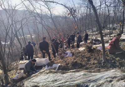 野人谷镇：林下点“金”探富路  青山执笔绘振兴