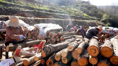 青峰镇：春播菌棒绘新景 铺就“黑金”富民路