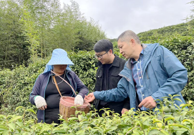 窑淮镇：春茶采摘正当时 茶农增收笑开颜