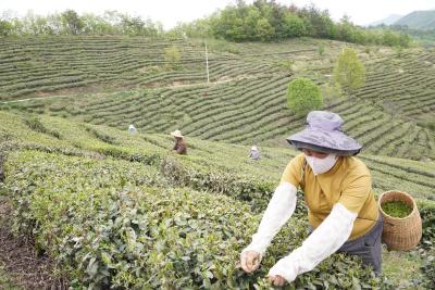 青峰镇：千亩茶山披新绿 指尖经济促振兴