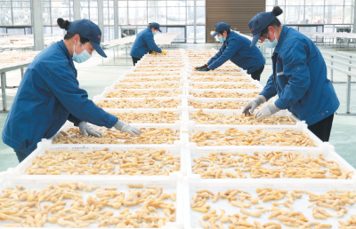 房县：良地筑基道地为本  黄精产业谱写乡村振兴新篇章