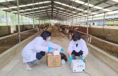 房县：创新驱动肉牛产业高质量发展冻精配种受孕率突破95%