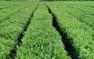 房县窑淮镇：春茶抢“鲜”上市