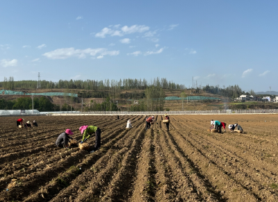 化龙堰镇：黄精栽种忙  产业发展旺