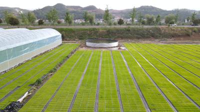 军店镇：糯稻育秧正当时