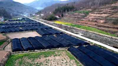 【记者走基层】青峰镇：春染菌田绘新景 孕育“褐金”致富芽