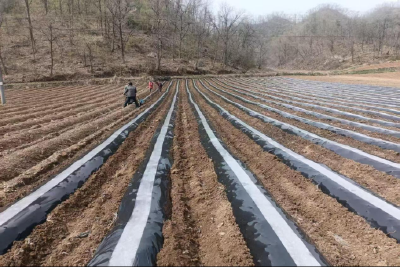 房县野人谷镇：推进地膜科学使用，促进农业绿色发展