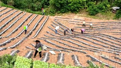 青峰镇：“三硬招”打好烤烟抗旱移栽“保卫战”