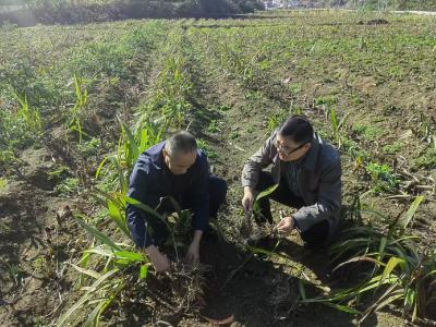 门古寺镇东河村：药香烟叶绘就乡村振兴新画卷