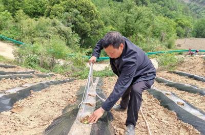 九道乡：多举措破解干旱难题护航全乡烟叶生产