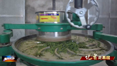 【记者走基层】白鹤镇：春茶采制正当时 绿链生金富乡邻