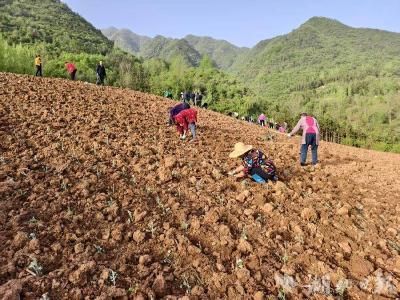 尹吉甫镇：春耕抢农时 艾草种植忙