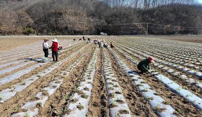 【创业在房县】张炎：返乡种菜结硕果  振兴路上领头人