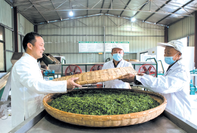 房县：逐梦一片“叶”