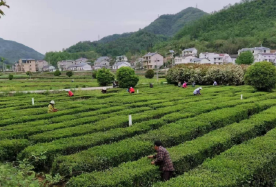 窑淮镇万亩茶园迎来采摘季