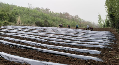 房县青峰镇：春雨贵如油 抢墒覆膜忙
