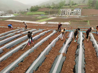 房县门古寺镇：“膜”力全开，锁住烟田丰收“墒”机