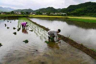 房县城关镇三海村：不误农时插秧忙