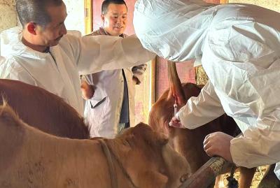 房县青年兽医服务队600份样本检测筑牢春防屏障护航畜牧业发展