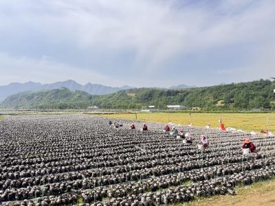 军店镇：“黑金”铺就丰收路  木耳架起富民桥