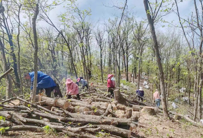 沙河乡：村投公司“破茧”  林下天麻“生金”