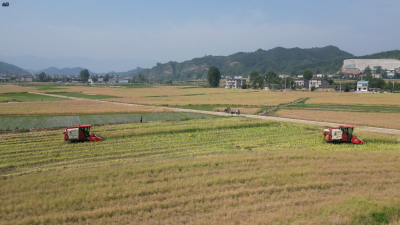 房县白鹤镇：千亩油菜迎来机械化收割