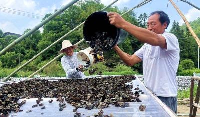十堰房县：地栽木耳喜获丰收  “黑牡丹”开出致富路