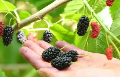 散记: 才摘桑葚果又赴黄精宴