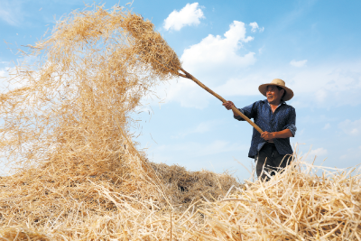 油菜喜丰收 田间收割忙