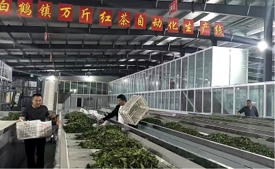 茶办深入三镇督导夏季茶生产 全链升级激活产业新动能