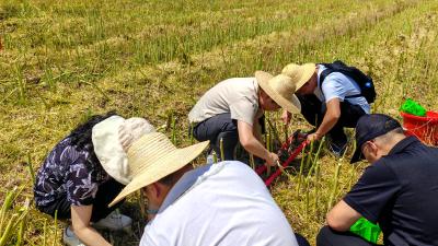 油菜机收减损监测 助力农户增产增收
