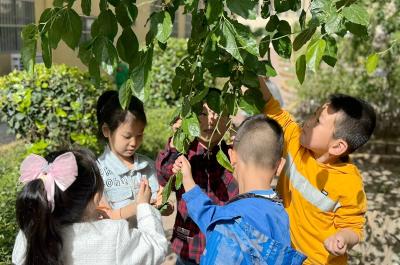 城关镇第二幼儿园：种植园里丰收乐翻天