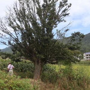 房县门古镇彭家湾宦昊东茶场品茶记
