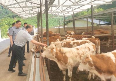 房县畜牧业助力乡村振兴 构建产业富民新格局