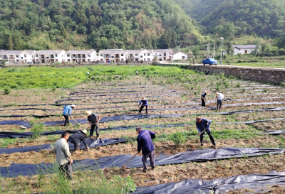 窑淮镇后河村：生态防治助力产业发展