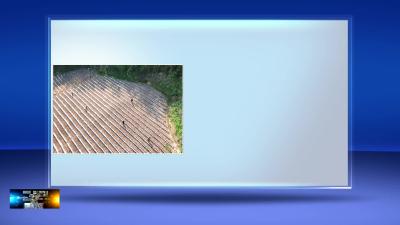 房县：抢抓农时保烟苗移栽