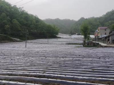 房县大力推广加厚高强度地膜技术
