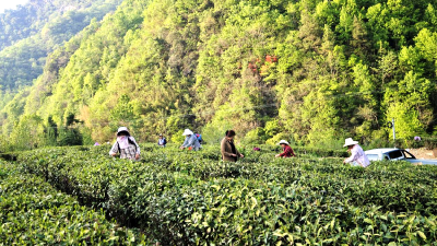 土城镇塘埂村：党建引领荒废茶园变“金山银山”