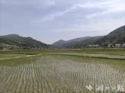 房县门古寺镇:机械穿梭织新绿，现代农业展活力