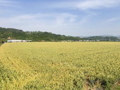 十堰房县：千亩麦田丰收在望  金色麦浪绘就好“丰”景