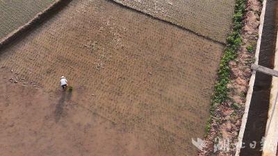 房县：抗旱供水保插秧