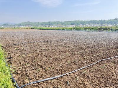 军店镇中村：红薯种植正当时 科技赋能助增收