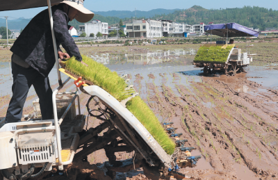 抢抓农时插秧忙
