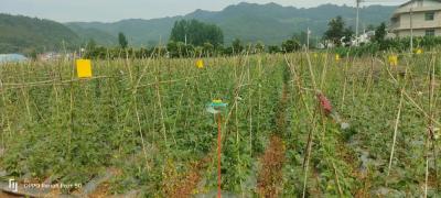 房县：推广绿色防控技术  打好田间“保卫战”