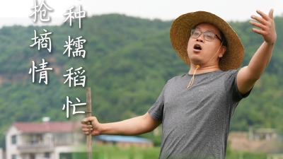 房县抢墒情 补种糯稻忙