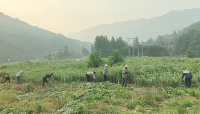 尹吉甫镇：艾草飘香助振兴